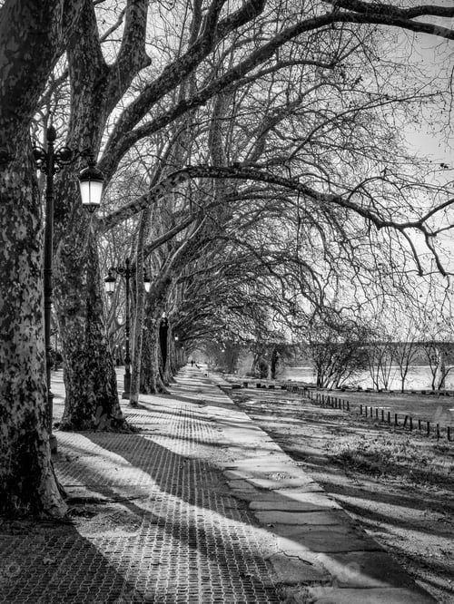 Preview: Black and white photograph of a tranquil path lined with trees, with a classic lamp post
