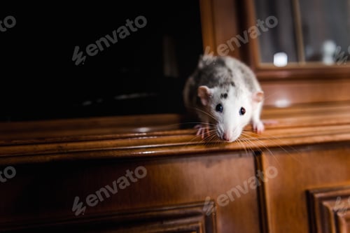 Preview: Adorable White and Grey Rat Portrait Inside