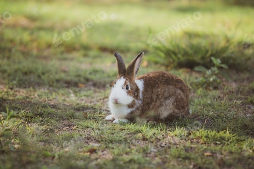 Preview: portrait close up of lovely, adorable and fluffy Easter bunny or rabbit. Cute Symbol of Easter