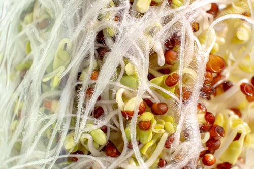 Preview: Close up sprouting with roots and leaps off the microgreen for healthy eating and macro photography.