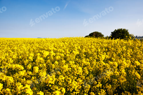 Preview: Fields with blooming rapeseed under cloudy sky