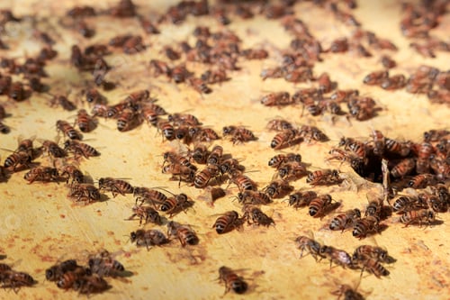 Preview: Bees - family of bees that enter and exit the hive