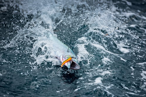 Preview: Fish on the hook in the ocean