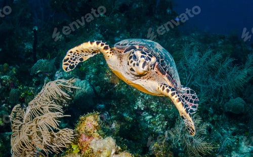 Preview: A Beautiful Turtle underwater photography