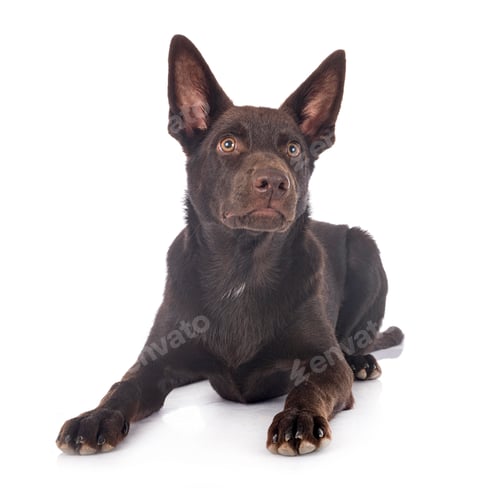 Preview: Australian Kelpie in studio