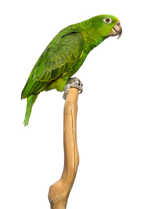 Preview: Panama Yellow-headed Amazon (5 months old) perched on a branch, isolated on white