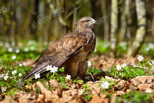 Preview: Red tailed hawk