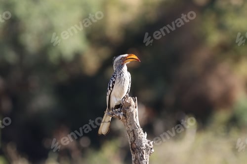 Preview: a yellow billed bird is perched on a tree branch and looks up