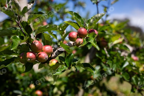 Preview: apple tree orchid grow blue sky branch fruit
