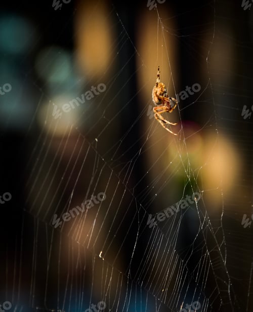 Preview: Spider working on her spiderweb in a dark garden area with some spots of sunlight in background