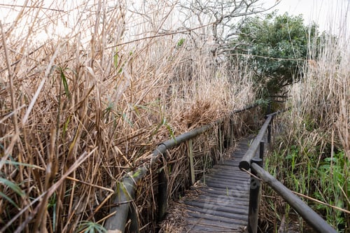 Preview: A walkway through the reeds, above the soggy ground and marshes on a riverbank.