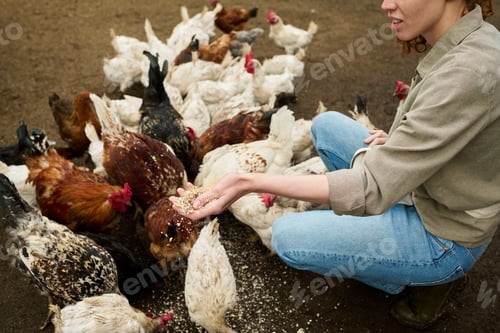 Preview: Pouring oat on the ground for hens