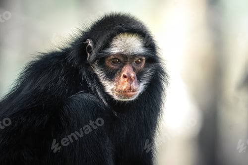 Preview: White-cheeked Spider Monkey (Ateles marginatus) - New World Monkey