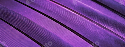 Preview: violet feather pigeon macro photo. texture or background