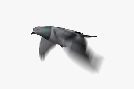 Preview: Flying Rock Pigeon with Animation Ready Rig
