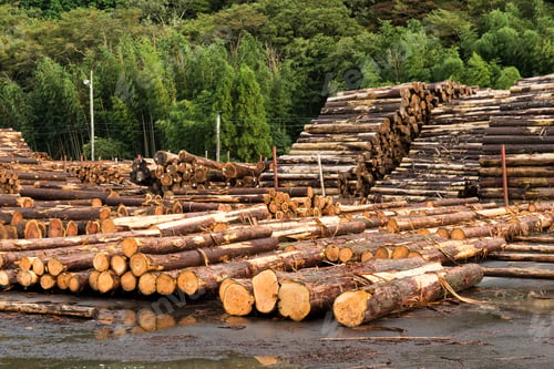 Preview: Landscape With Large Woodpile