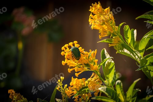 Preview: Closeup shot of a flower chafer on a Cestrum aurantiacum plant at daytime