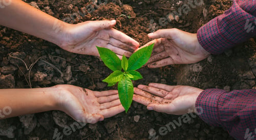 Preview: person is holding small plant in their hands