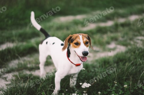 Preview: Jack Russell Terrier plays on grass, close-up.