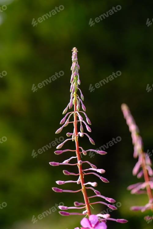 Preview: Closeup vertical photo of the fireweed plants (Chamaenerion angustifolium) blooming in the field