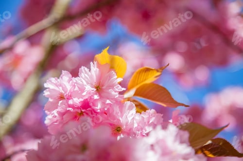 Preview: close up view of beautiful sakura tree blossom backdrop