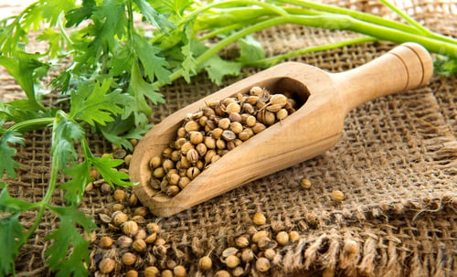 Preview: coriander seed