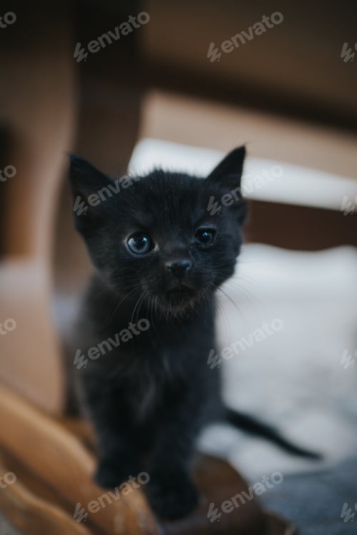 Preview: Vertical closeup shot of a cute furry black kitten with blue