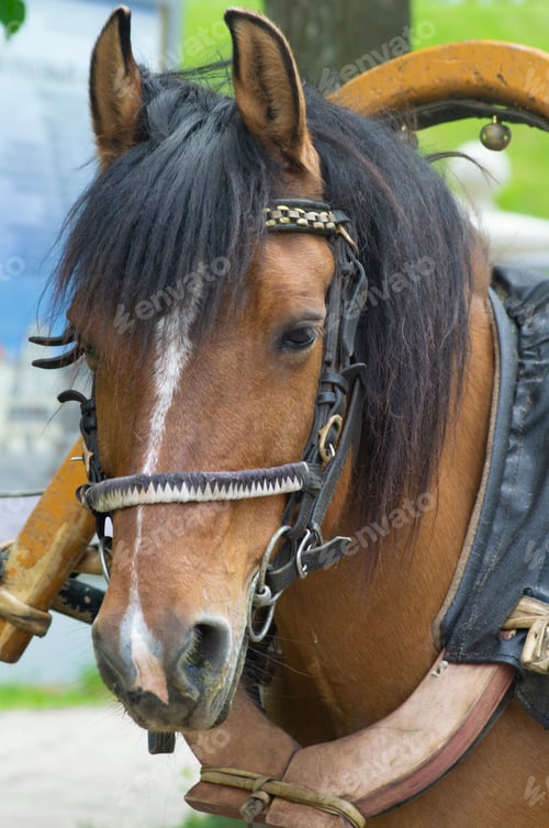Preview: harness horse