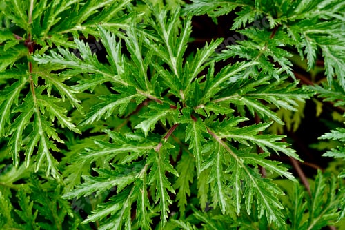 Preview: Closeup of green fern like plants