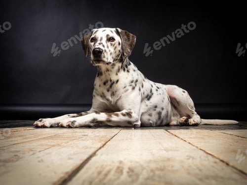 Preview: Portrait of a Dalmatian dog, on a wooden floor and a black background.