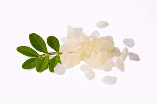 Preview: Chios mastic tears with lentisk (Pistacia lentiscus) leaves, gum drops on a white background