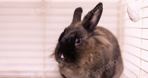 Preview: Brown cute rabbit close-up copy space enjoying at home in cage - animal symbol chinese new year 2023