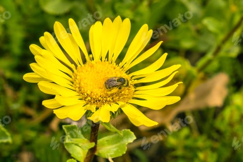 Preview: Bee pollinating a Great Valley Gumweed flower