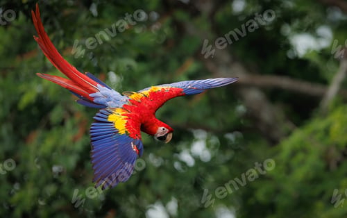 Preview: A Scarlet Macaw in Costa Rica