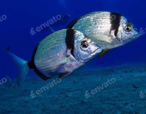 Preview: Two-banded sea bream