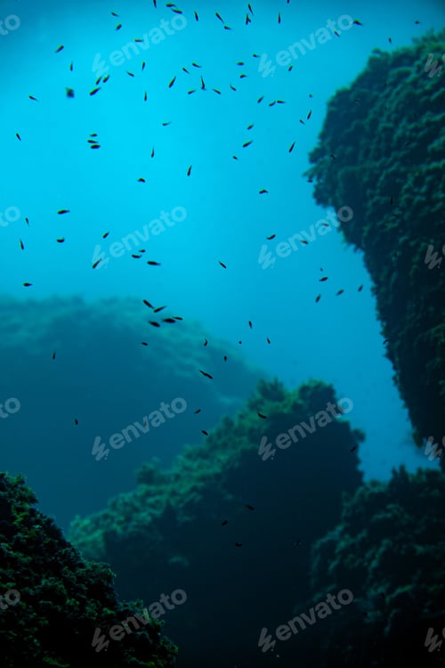 Preview: Small fish and marine vegetation at Menorca seabed, Spain