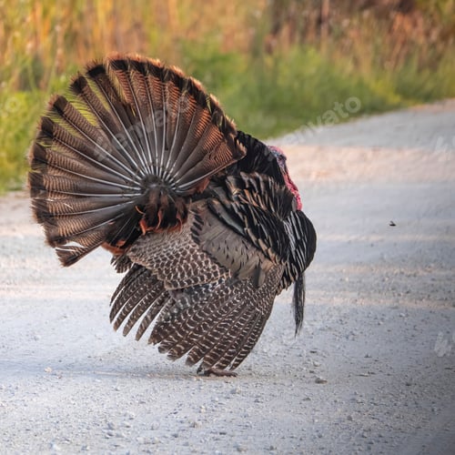 Preview: Turkey strolling on a country lane near a rural field