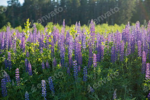 Preview: The field of wild multicolored lupinus flowers.Violet purple lupin in meadow. Colorful bunch of