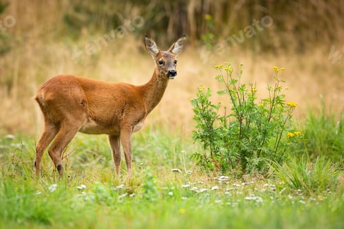 Preview: Alert roe deer doe observing on green summer meadow with blooming wildflowers