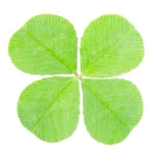 Preview: Green four leaf clover