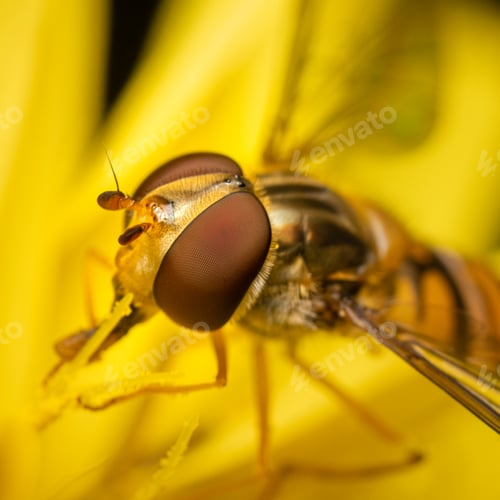 Preview: Closeup of a fly perched on a delicate flower.