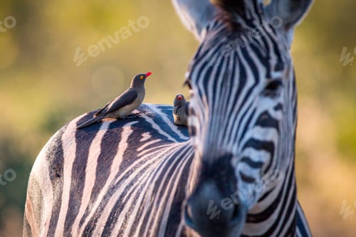 A zebra, Equus quagga, stands with red-billed oxpeckers sitting on its back, Buphagus