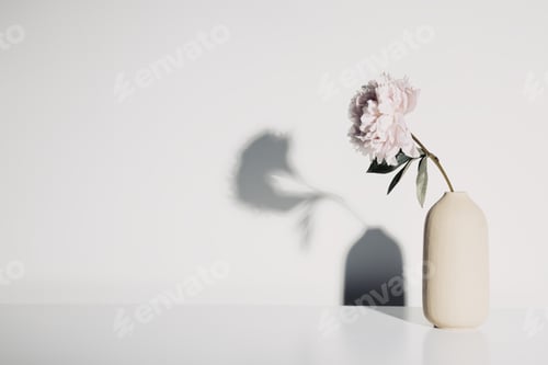 Preview: Vase with beautiful peony flower against white wall, copy space, banner, minimalistic concept