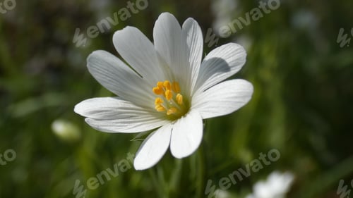 Preview: Easter-bell (Stellaria holostea) with blurred green background