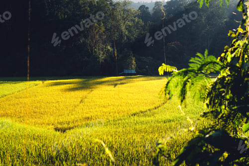 Preview: evening rice fields in the countryside