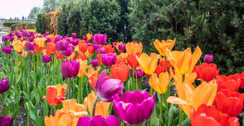 Preview: Tulips background, spring day in a park, Chicago, Illinois