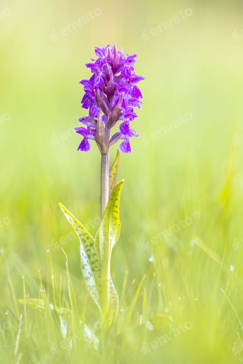 Preview: Bright Colorful orchid on Wadden island