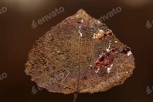 Preview: Macro shot of leaf vein skeleton. Abstract texture background.