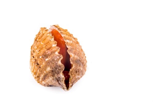 Preview: Closeup on fresh and living cockles with white background