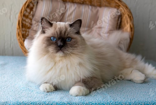 Preview: Cute pet ragdoll cat. Pet animal.